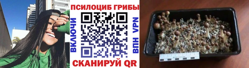 Псилоцибиновые грибы Magic Shrooms  Купить  Тверь 